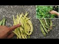 十几种豆角比较 免费种子结豆大公开 四季豆 芸豆 油豆角... harvesting 10 varieties beans