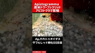 【#アピスト ／ #apistogramma 】 Ap.カカトゥオイデス ダブルレッド孵化55日目 #繁殖 #カカトゥオイデス #オーバーフロー #アクアリウム #aquarium #shorts