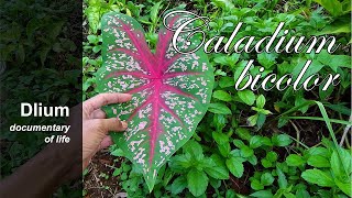 Heart of Jesus (Caladium bicolor) - part 1