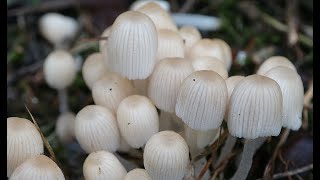 Coprinellus disseminatus   Fairy Inkcap  Coprin disséminé  4k