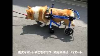 犬用車いす千葉のコーギーくん20160519