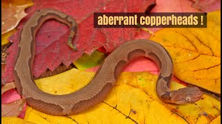 Aberrant Copperheads