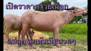 เปิดราคาควายเผือก แม่ลูก ฮ้อยขวัญ อ.ซำสูง จ.ขอนแก่น 0934432267##ควายงามสายพัฒนาราคาถูก