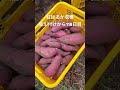 さつまいも　紅はるか収穫開始　植え付けから118日目　群馬県高崎市