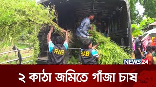 মসজিদের সামনে গাঁজা চাষ | News24