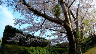 cherry blossoms [Sakura Flower] Sapporo Hokkaido Japan 満開の桜がとても美しい