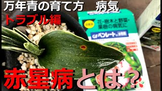 【万年青の赤星病とは？】赤星病の症状、対処法、農薬について【万年青の豊明園】【How to Solve the Leaf Spot】