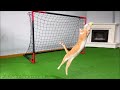 goalkeeper cat got snubbed from world cup