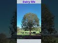 dairy life.. ⛅️🐄🌾 country farmer dairyfarming cows australia 🇦🇺 shorts