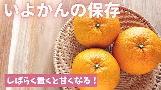 【いよかんの保存】しばらくおくと酸味が抜けて甘くなります！（島本美由紀の保存から食品ロス削減）