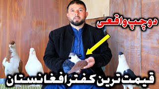 قیمتی ترین کفتر افغانستان #دوچپ واقعی || Most Famous and Expensive Afghan Pigeon Do-chap ||گلچين