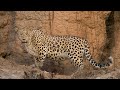 persianleopard the world s largest and strongest leopard subspecies