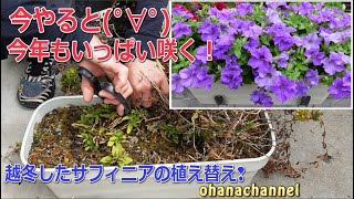 【ガーデンルーティン☆ショート】越冬したサフィニアの植え替え！4月4日の庭作業🌺✂Replanting Petunia, Surfinia that have overwintered!!