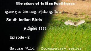 குளத்துக் கொக்கு வாழ்விடம்|Birds Secret|Story of Indian Pond Heron|Palikonda|Vellore|தமிழ்|JKStudios