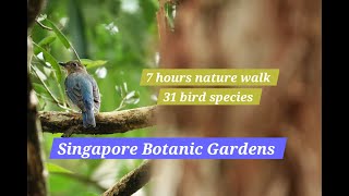 7 hours, 31 bird species (7 migrants). Nature walk-Singapore Botanic Gardens - 4 Dec 2024.