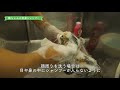 猫ちゃんのための自宅お手入れ動画：⑤「全身シャンプー」編 1分33秒 ライオン