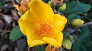 Silk-Cotton tree | Buttercup tree | Cochlospermum religiosum | Beautiful flowers