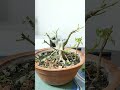 Pruning of a ficus Rumphii bonsai tree #bonsaitree #indoorbonsai #gardening #howtomaketrunkthicker