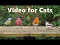 Videos For Cats To Watch  ~ Birds Of Beauty ⭐ 8 Hours ⭐