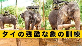 タイの象乗りは動物虐待になるのだろうか？遊びで背中に乗るのがどれくらい残酷なのだろうか？！