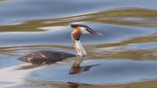 Grebes 4K