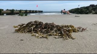 Seagrass and seaweed