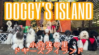 【千葉旅行】わんこのディズニーランド！？最高すぎた‼︎〜小谷流ドギーズアイランド〜