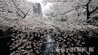 【4K】東京 / 目黒川 桜, Meguro River Street View - SEL1635GM