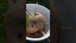 Planting Irish potato 🥔, mini cactus 🌵,and sweet mint!!!