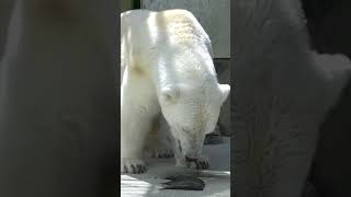 【愛媛県とべ動物園】しろくま🐻‍❄️ピースちゃんにお魚をプレゼント！#shorts