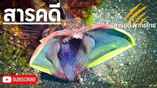 สารคดี ปลาปากกว้างแห่งท้องทะเล ปลาสุดแปลก ปลาปากกว้างทะเล Sarcastic fringehead | สารคดีพากย์ไทย