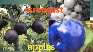 Ten Of The World's Strangest and Unusual Types of Apples Ja TV