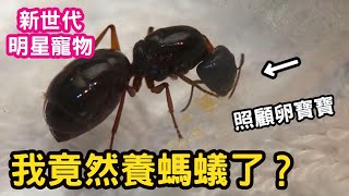 【螞蟻】新世代明星寵物！我竟然入坑養螞蟻了？來源是什麼？