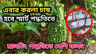 স্মার্ট চাষ কেন প্রয়োজন? লোকাল চাষ বাদ দিয়ে মালচিং পদ্ধতিতে করোলা চাষ করতে হবে