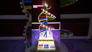 DNA working model ✨️  #biology #dna  #engineeringprojects #collegeprojects