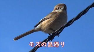 モズの里帰り、横浜市緑区恩田川