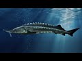 Facts: The Beluga Sturgeon