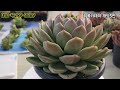 쪼꼬다육 u0026마야다육 다육이 신상다육 판매 이따만큼 예쁜다육 젤리 succulents 多肉植物 다육이 다육판매