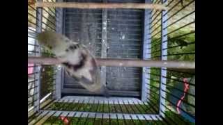 Kolibri Ninja Blorok Sayap