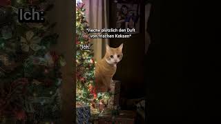 POV: Es ist Bescherung🎁 #katzenvideos #lustig #shorts #katzen #katze #weihnachten #geschenke