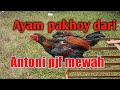 Ayam pakhoy dari antoni pjf medan //mantap