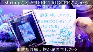 REEF-TRIGGERフォトコンテスト入賞✧Shrimpさんの微生物パック開封しました❀海水魚水槽 アクアリウム