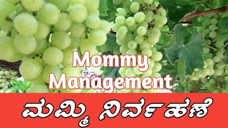 Mommy management ll ದ್ರಾಕ್ಷಿಯಲ್ಲಿ ಮಮ್ಮಿ ನಿರ್ವಹಣೆ ll #ದ್ರಾಕ್ಷಿ #video #vijayapur