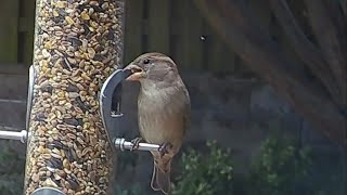 Up close with a beautiful little female house sparrow on the garden bird feeder 🥰 #bird