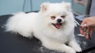 【狗狗美容記】給白色的博美剪成了肉球，肉嘟嘟的~~dog grooming