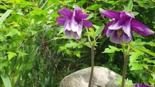 매발톱(a columbine)