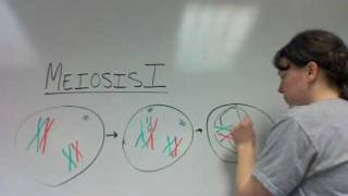 Meiosis and variation