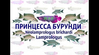 Принцесса Бурунди (Neolamprologus)