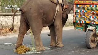 ELEFANTE CAGANDO NUMA RUA EM BANGLADESH