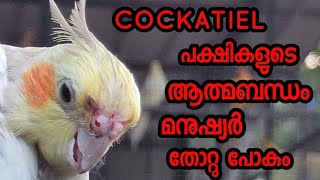 cockatiel പക്ഷികളുടെ സ്നേഹവും ആത്മബന്ധവും ആഴവും കാണാം.